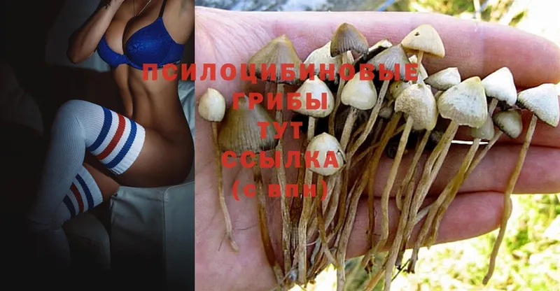 Галлюциногенные грибы Psilocybe  omg зеркало  Асино 